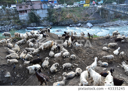 Himalayan mountain city of India Manali cityscape Biers river and iron bridge Flock of sheep and goats 43335245