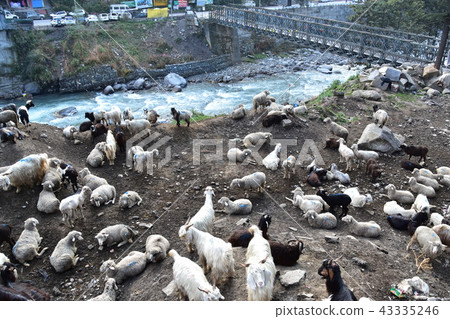 喜馬拉雅山市印度Manali都市風景Biers河和鐵橋樑綿羊和山羊群 喜馬拉雅山市印度Manali都市風景Biers河和鐵橋樑綿羊和山羊群 43335246
