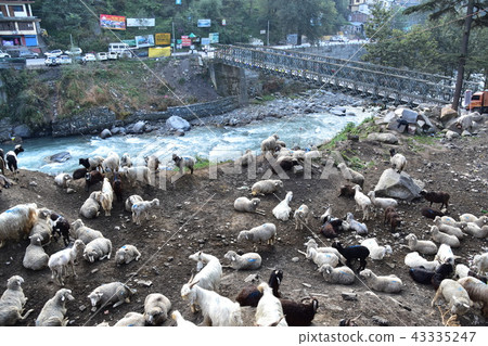 喜馬拉雅山市印度Manali都市風景Biers河和鐵橋樑綿羊和山羊群 43335247