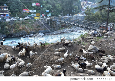 喜馬拉雅山市印度Manali都市風景Biers河和鐵橋樑綿羊和山羊群 43335248