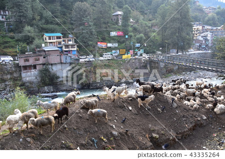 Himalayan mountain city of India Manali cityscape Biers river and iron bridge Flock of sheep and goats 43335264