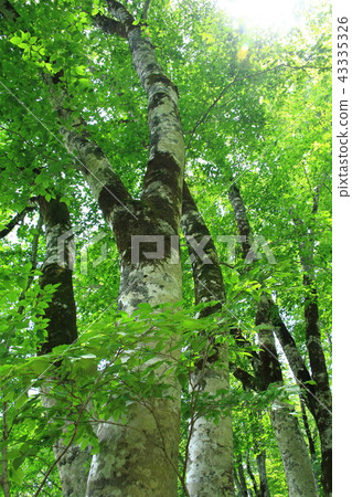 山毛櫸森林 43335326