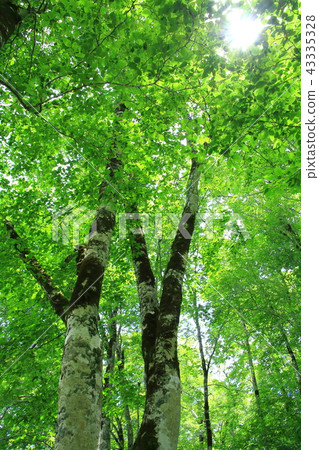 山毛櫸森林 43335328