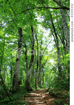 山毛櫸森林 43335332