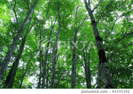 山毛櫸森林 43335342