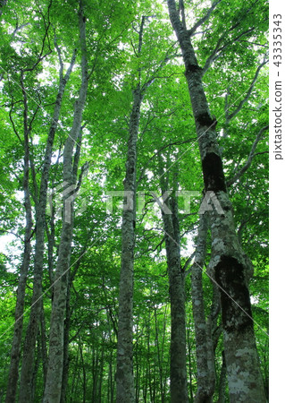 山毛櫸森林 43335343