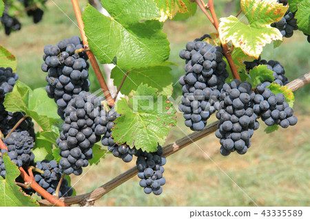 Grape for wine Pinot Noir Grape for wine Pinot Noir 43335589