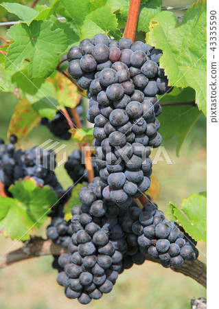 Grape for wine Pinot Noir Grape for wine Pinot Noir 43335590