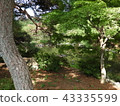 Garden green 43335599