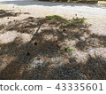 Pine cones and tree shades 43335601