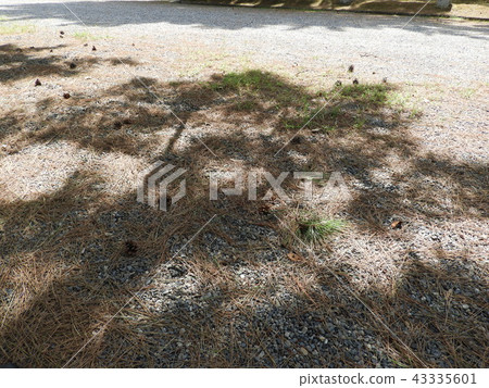 Pine cones and tree shades 43335601