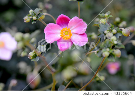 打破碗花花 43335664