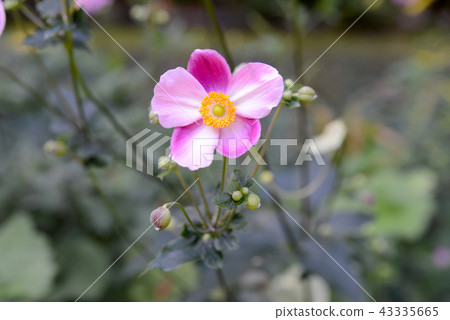 打破碗花花 43335665