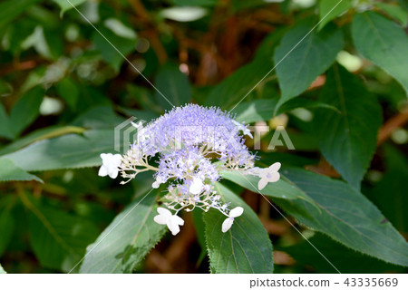 繡球花 繡球花 43335669