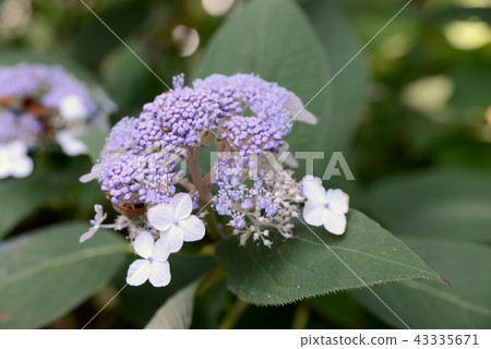 繡球花 繡球花 43335671