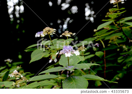 Hydrangea indica 43335673