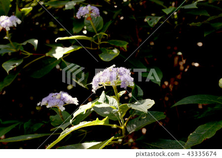 Hydrangea indica Hydrangea indica 43335674
