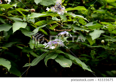 Hydrangea indica Hydrangea indica 43335675