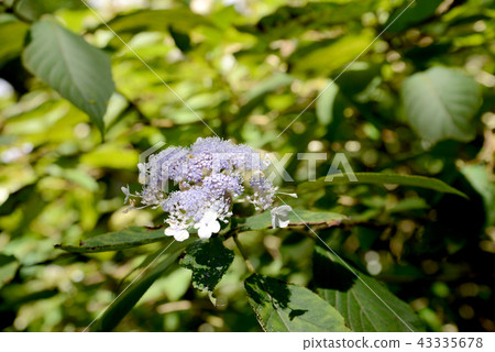 繡球花 繡球花 43335678
