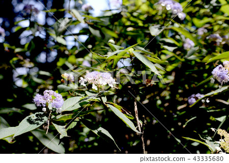 繡球花 繡球花 43335680