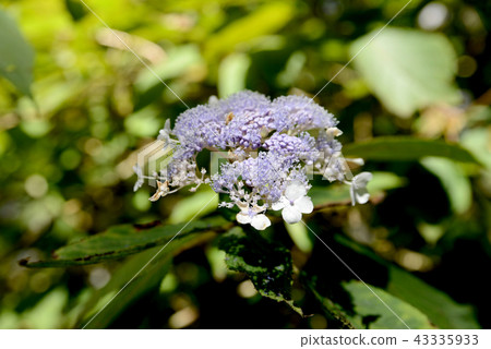 繡球花 繡球花 43335933