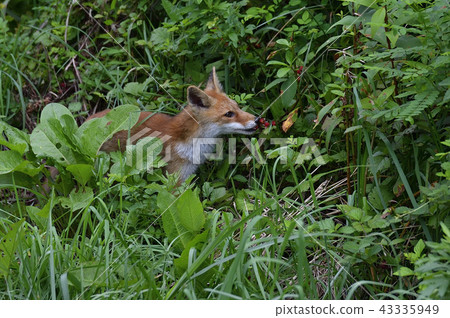 吃野草莓的野狐(青森縣) 吃野草莓的野狐(青森縣) 43335949