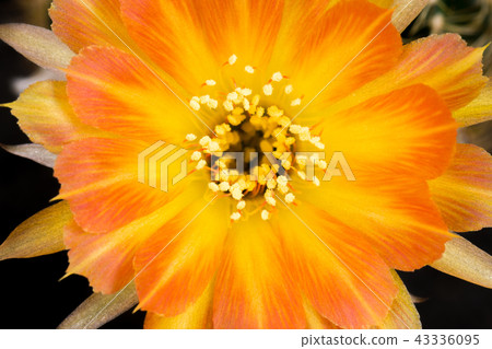 Blooming Cactus Flowers Full Frame Yellow Color 43336095