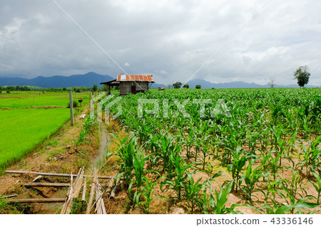Green corn field rain cloud back Green corn field rain cloud back 43336146