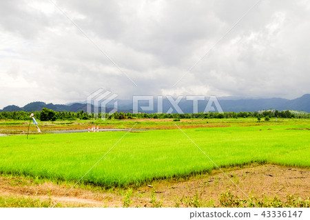 Rice field green grass cloudy landscape background Rice field green grass cloudy landscape background 43336147