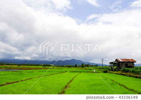 Rice field green grass cloudy landscape background Rice field green grass cloudy landscape background 43336149