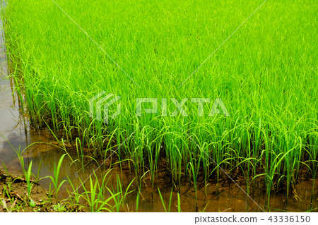 Rice field green grass cloudy landscape background Rice field green grass cloudy landscape background 43336150