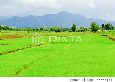 Rice field green grass cloudy landscape background Rice field green grass cloudy landscape background 43336151