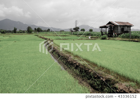 Rice field green grass cloudy landscape background Rice field green grass cloudy landscape background 43336152
