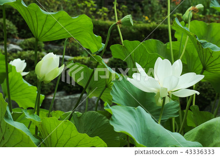 一匹美麗的白色小馬 43336333