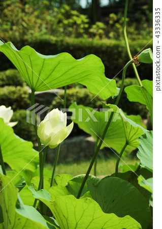 一匹美麗的白色小馬 43336335