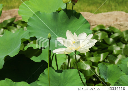 一匹美麗的白色小馬 43336338