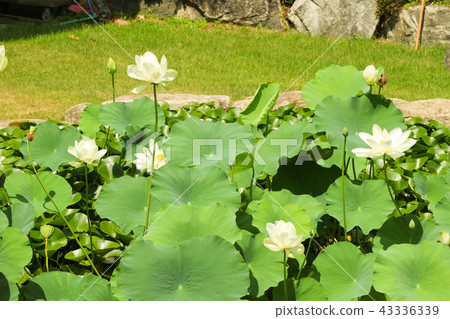 A beautiful white pony 43336339