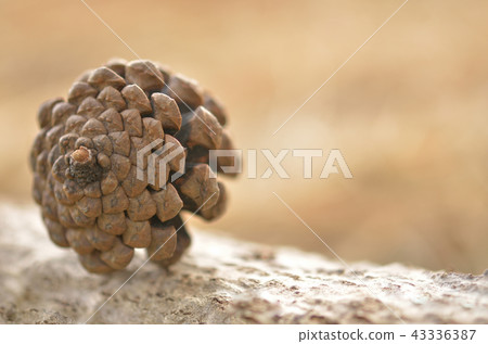 秋天的圖像 秋天的圖像 43336387