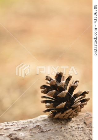 秋天的圖像 秋天的圖像 43336389