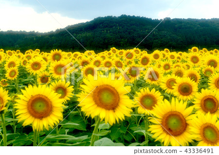 Sunflower field 43336491