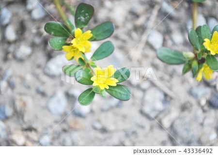 Flower of Portulaca oleracea 43336492