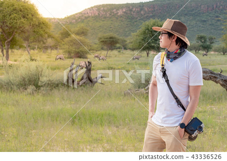Male traveler in safari looking at wildlife animal 43336526