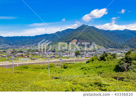 Scenery of Katsunuma grape village in Yamanashi Prefecture Scenery of Katsunuma grape village in Yamanashi Prefecture 43336810