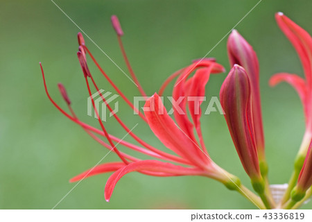 群amaryllis Higanbana Manjusshu(Syrical name Lycoris radiata) 群amaryllis Higanbana Manjusshu(Syrical name Lycoris radiata) 43336819