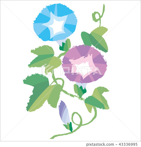 Morning glory 43336995