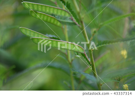 Immature fruit of Kawara-ketsumei 43337314