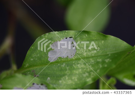 Bug eating leaves 43337365