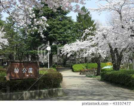 櫻花盛開的柏市的柏市公園 櫻花盛開的柏市的柏市公園 43337477