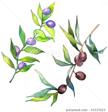Olive tree in a watercolor style. Isolated illustration element. Olive tree in a watercolor style. Isolated illustration element. 43337823