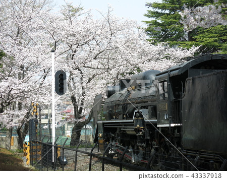 Yu Nishiguchi First Park (D51 steam locomotive No. 453) in Sakai City where the cherry blossoms bloom Yu Nishiguchi First Park (D51 steam locomotive No. 453) in Sakai City where the cherry blossoms bloom 43337918